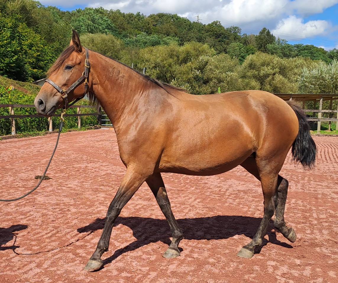Mare Lusitano For sale 2018 Bay