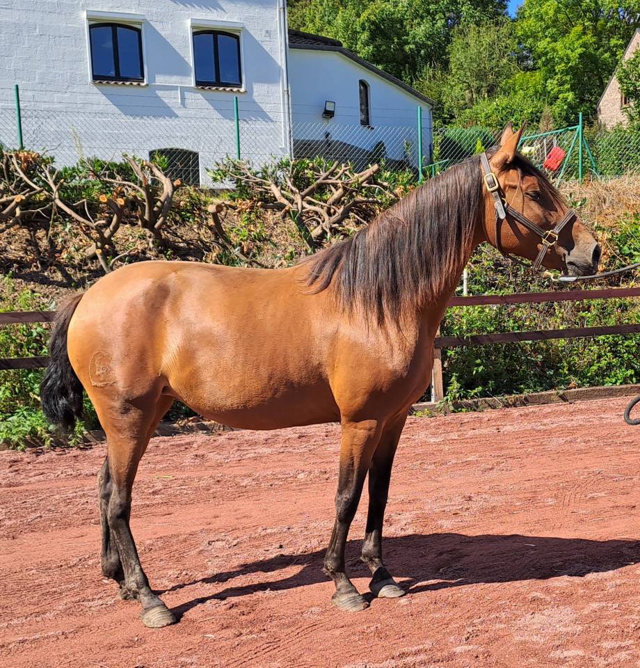 Mare Lusitano For sale 2018 Bay