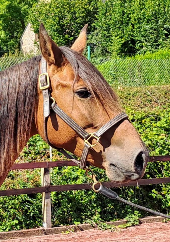 Mare Lusitano For sale 2018 Bay