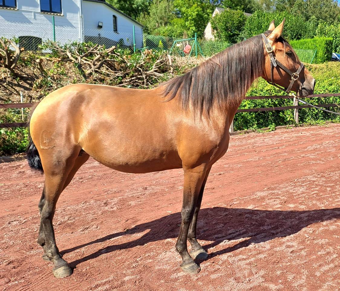 Mare Lusitano For sale 2018 Bay