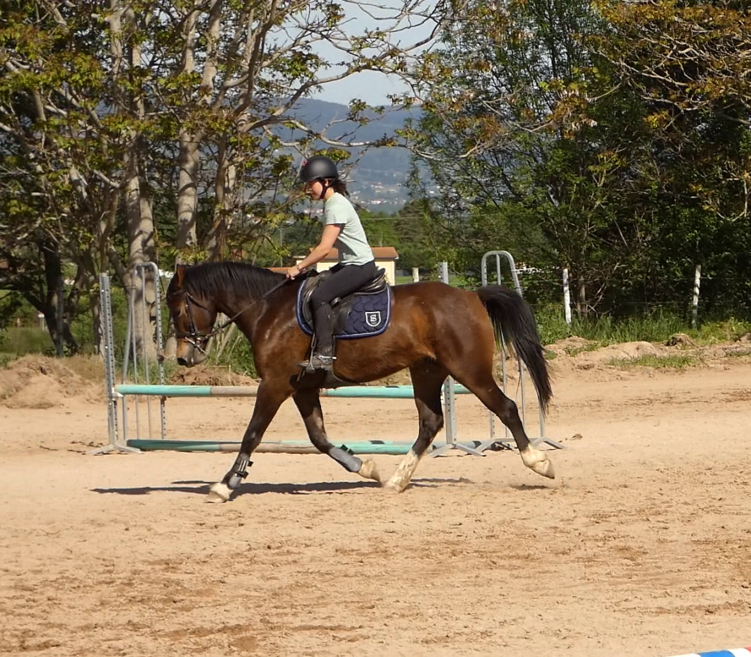 Gelding Welsh Part Bred For sale 2022 Bay