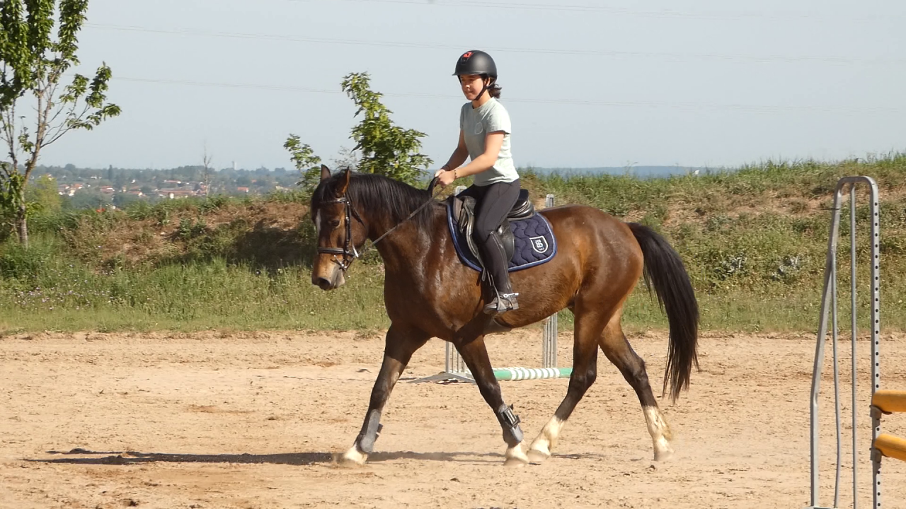 Gelding Welsh Part Bred For sale 2022 Bay