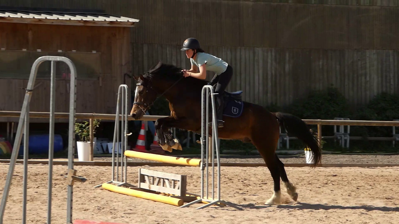 Gelding Welsh Part Bred For sale 2022 Bay