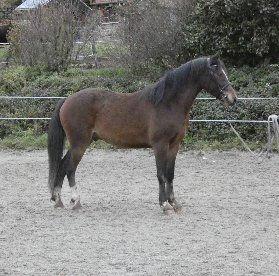 Gelding Welsh Part Bred For sale 2022 Bay