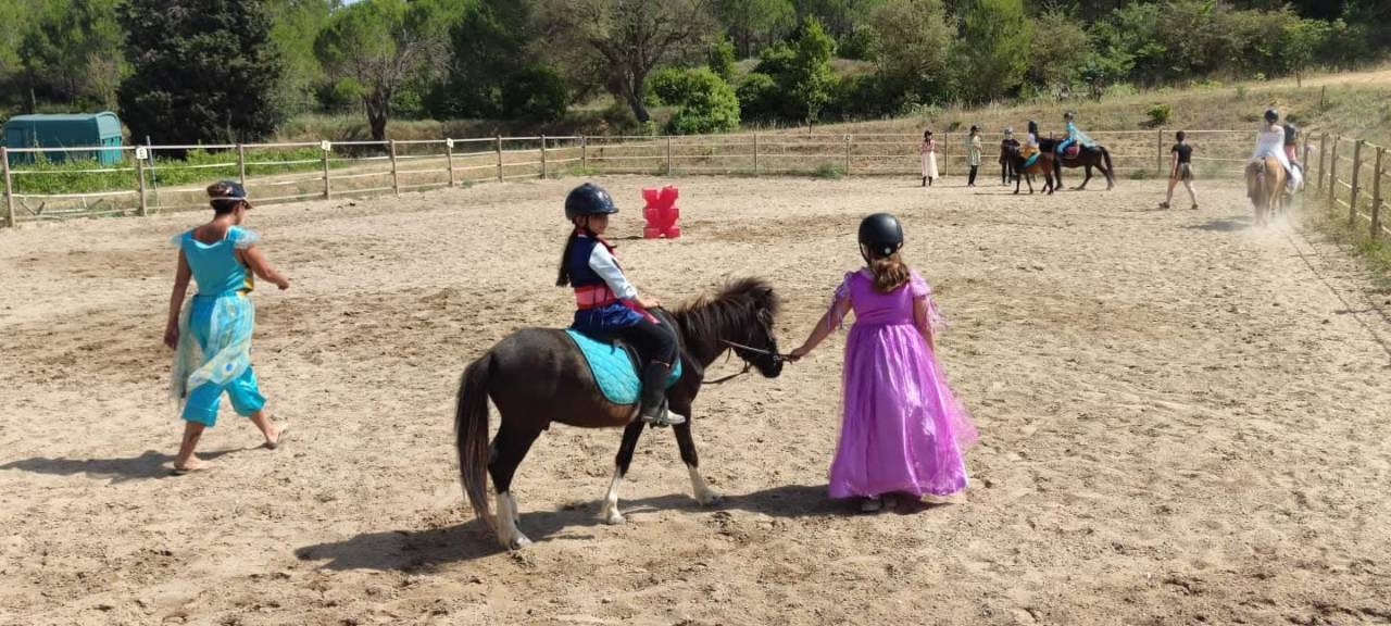 Gelding Shetland Pony For sale 2019 Coloured