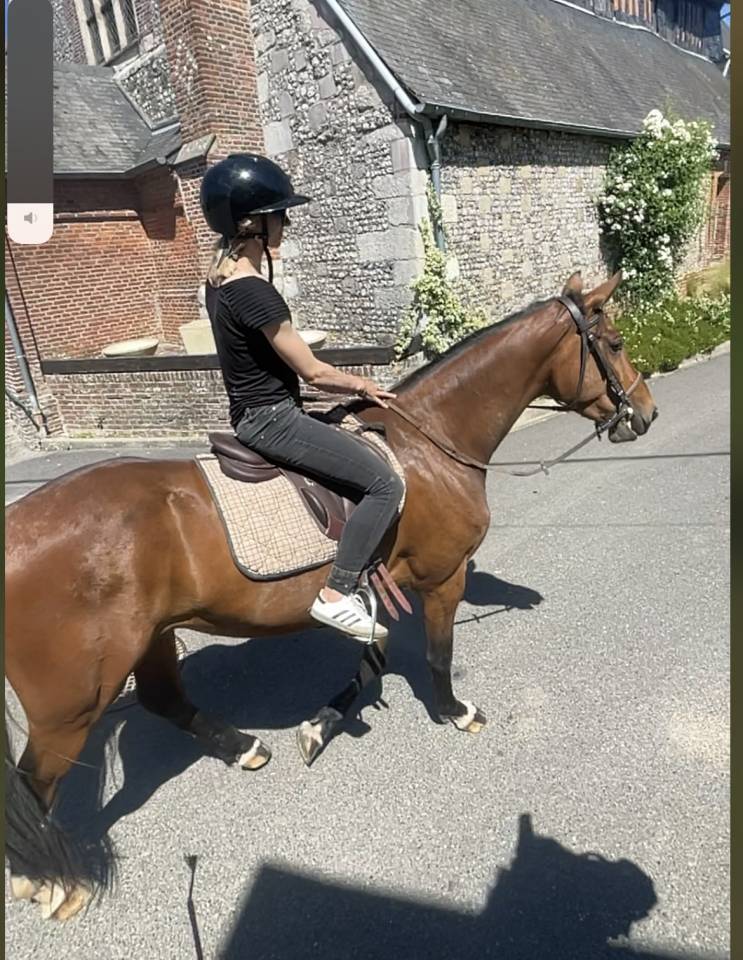 Gelding Selle Fran&ccedil;ais For sale 2022 Bay
