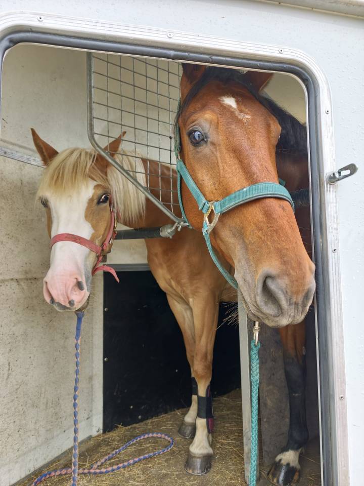 Gelding Selle Fran&ccedil;ais For sale 2022 Bay