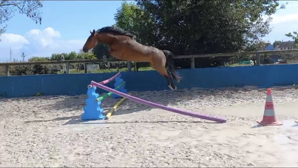 Gelding Selle Fran&ccedil;ais For sale 2022 Bay