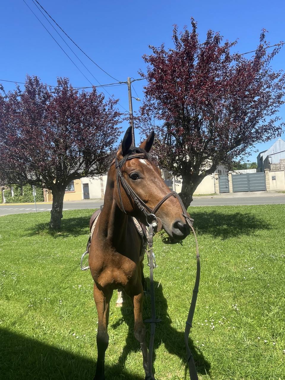 Gelding Selle Fran&ccedil;ais For sale 2022 Bay