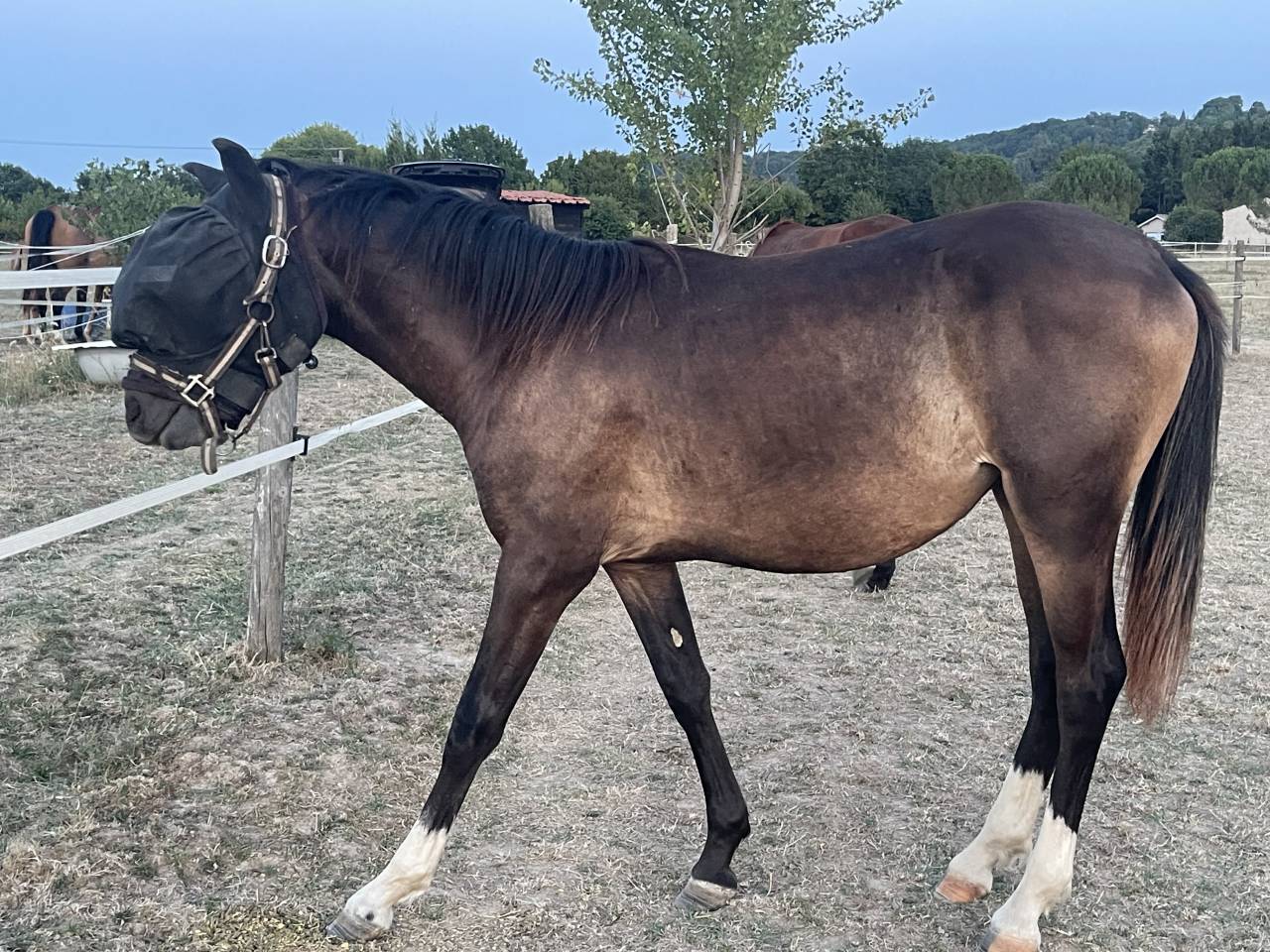 Mare French Saddle Pony For sale 2025 Dark Bay