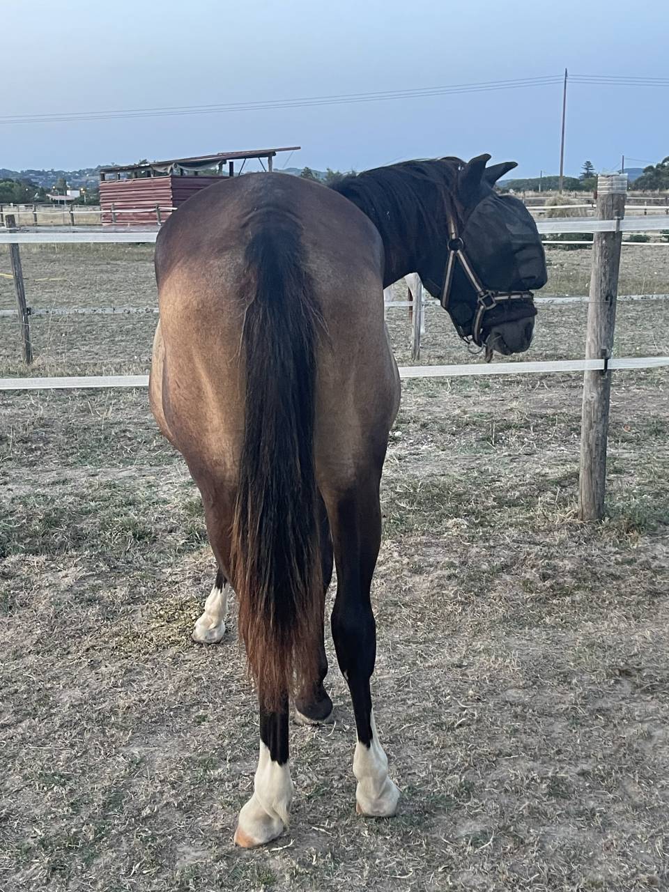 Mare French Saddle Pony For sale 2025 Dark Bay