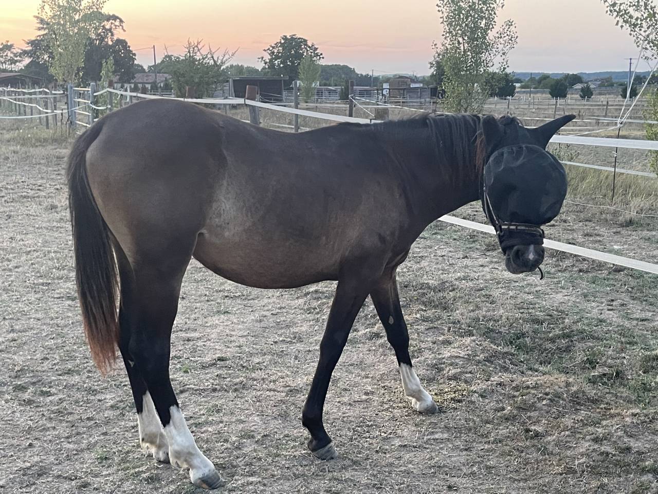 Mare French Saddle Pony For sale 2025 Dark Bay