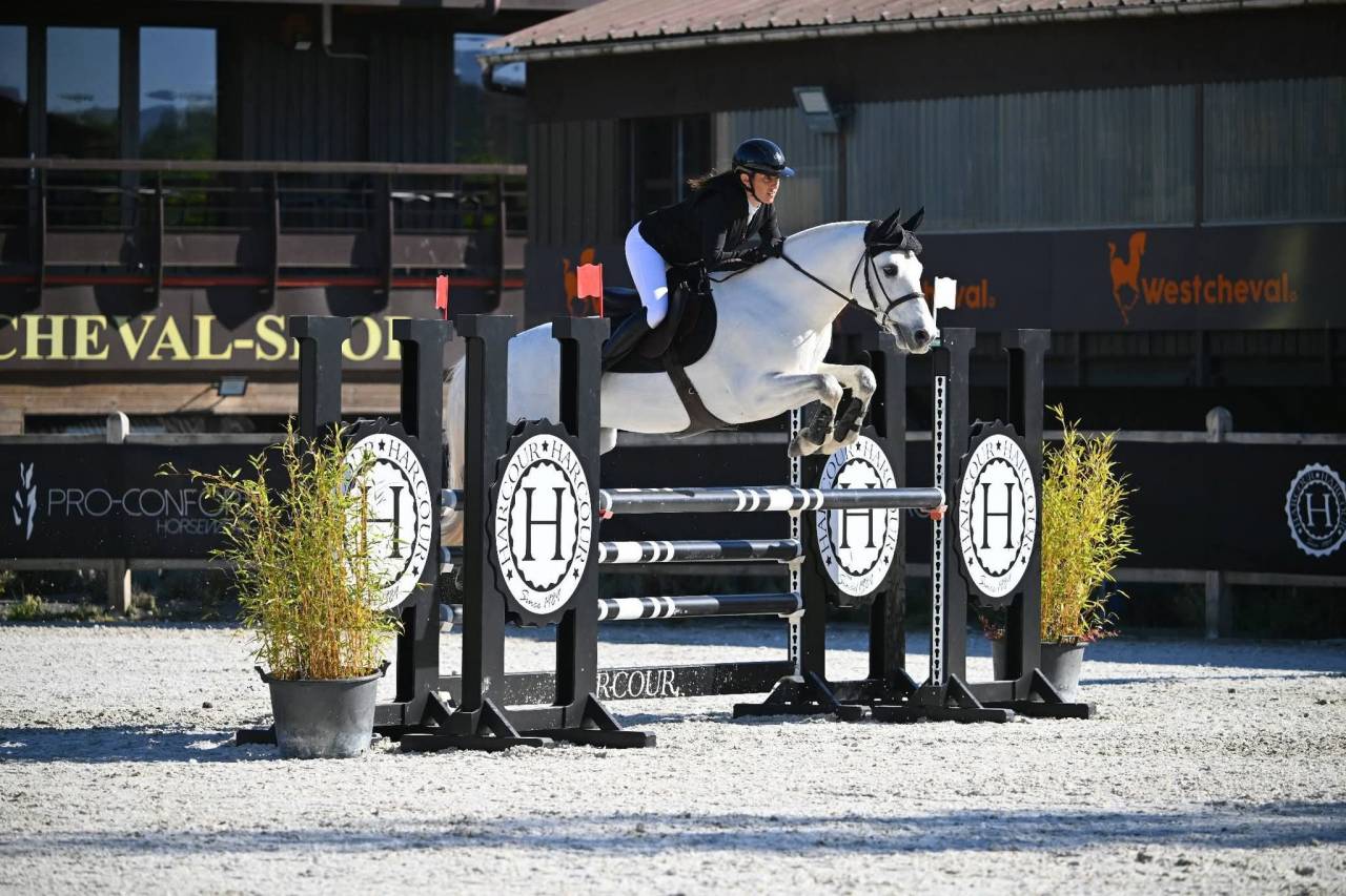 Gelding Connemara For sale 2017 Grey