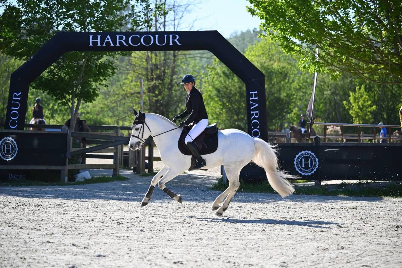 Gelding Connemara For sale 2017 Grey