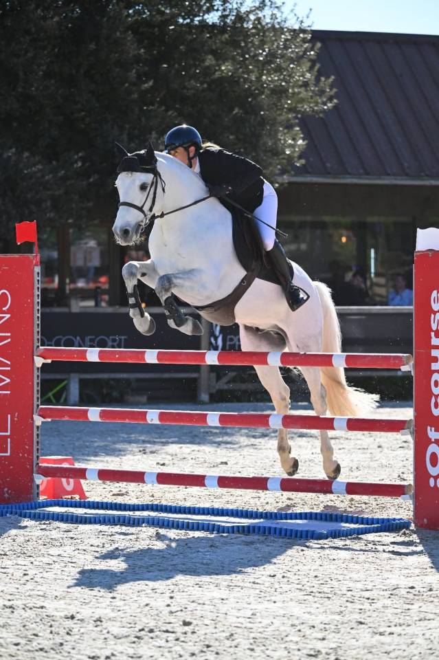 Gelding Connemara For sale 2017 Grey