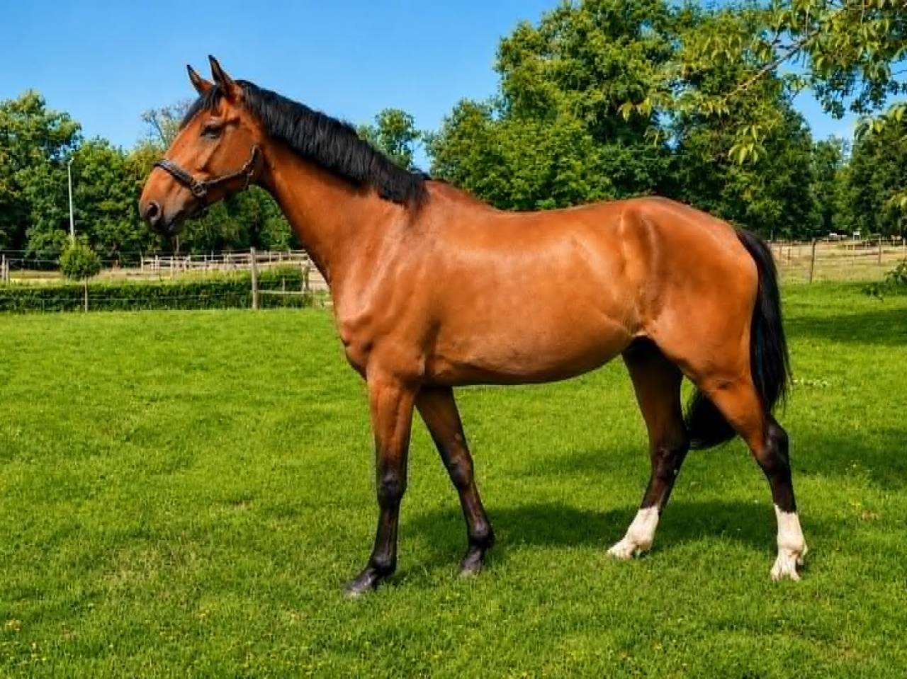 Gelding Selle Fran&ccedil;ais For sale 2017 Bay