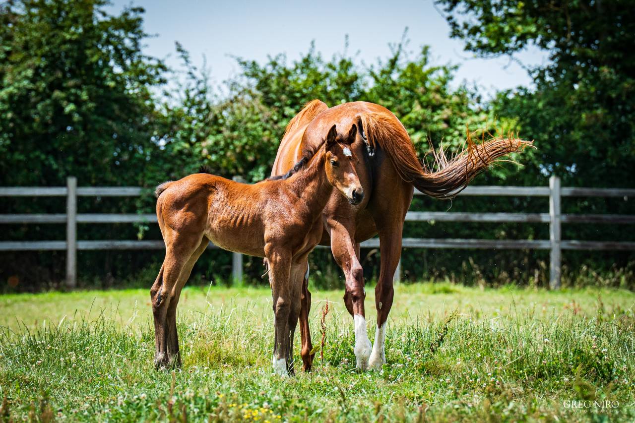 Mare English Thoroughbred For sale 2020 Chesnut