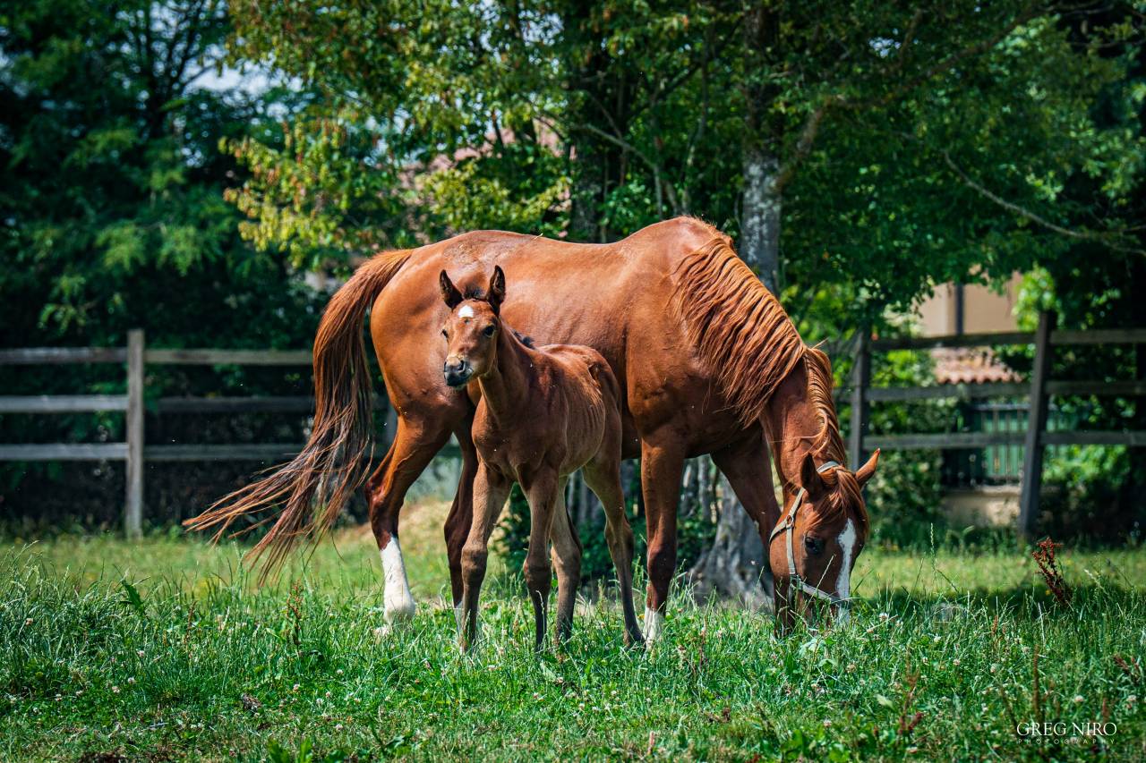 Mare English Thoroughbred For sale 2020 Chesnut