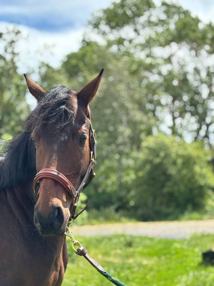 Gelding Thoroughbred For sale 2021 Dark Bay