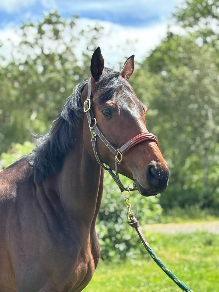 Gelding Thoroughbred For sale 2021 Dark Bay