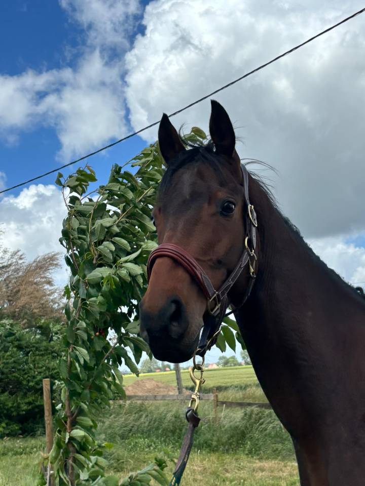 Gelding Thoroughbred For sale 2021 Dark Bay