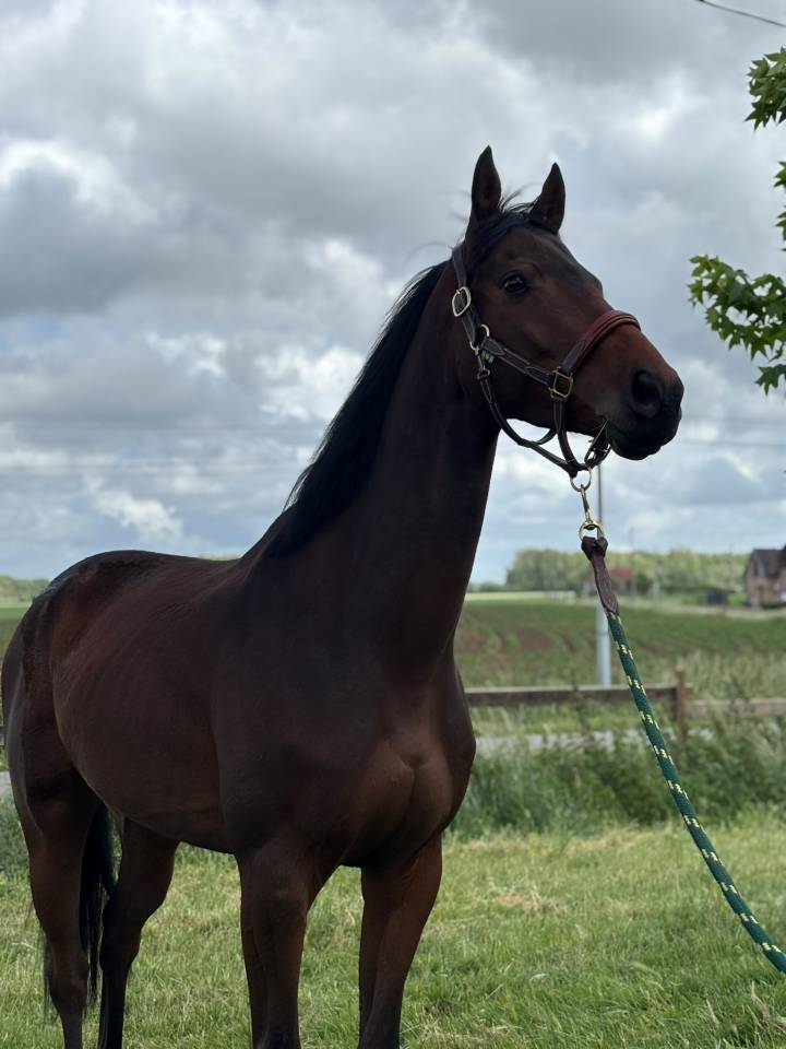 Gelding Thoroughbred For sale 2021 Dark Bay