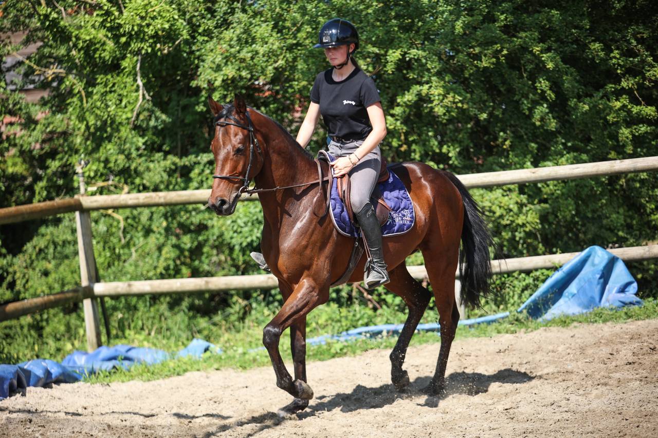 Gelding Thoroughbred For sale 2021 Dark Bay