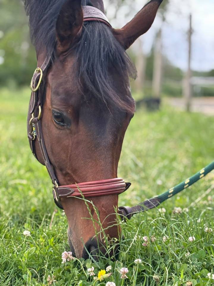 Gelding Thoroughbred For sale 2021 Dark Bay