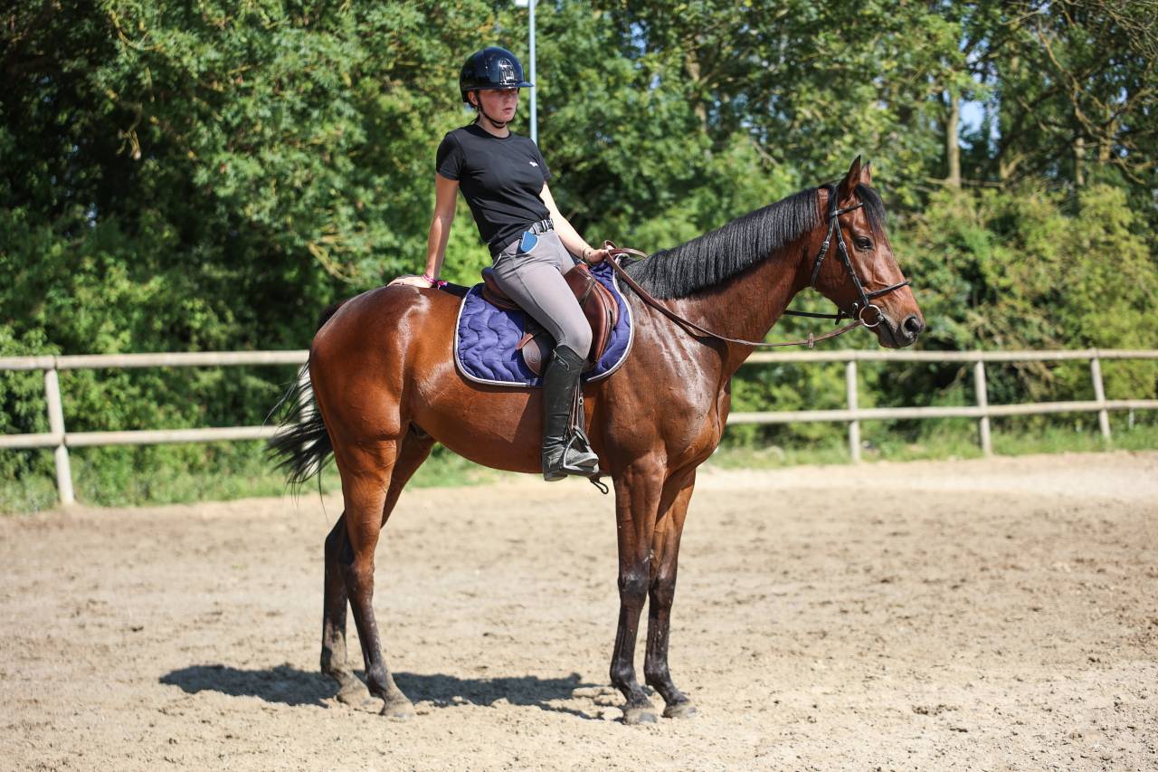 Gelding Thoroughbred For sale 2021 Dark Bay