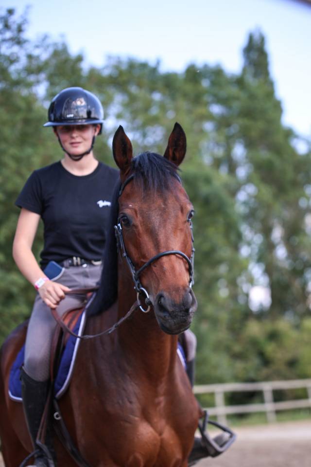 Gelding Thoroughbred For sale 2021 Dark Bay