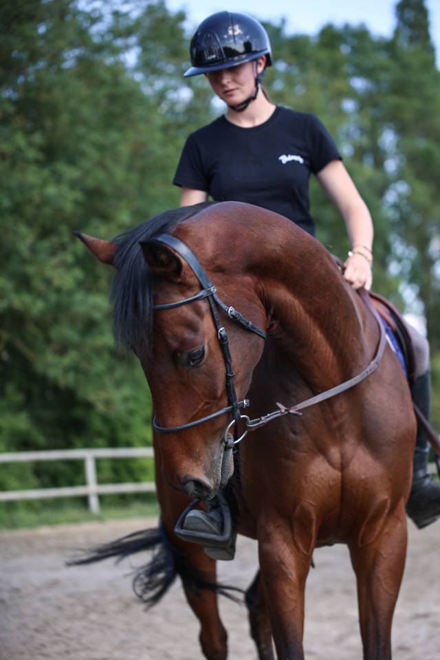 Gelding Thoroughbred For sale 2021 Dark Bay