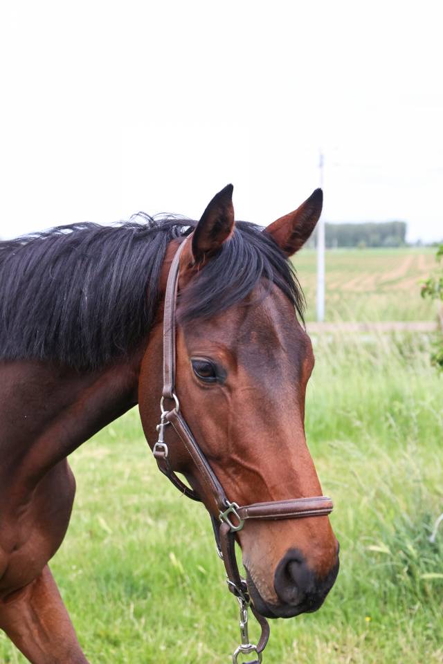 Gelding Thoroughbred For sale 2021 Dark Bay