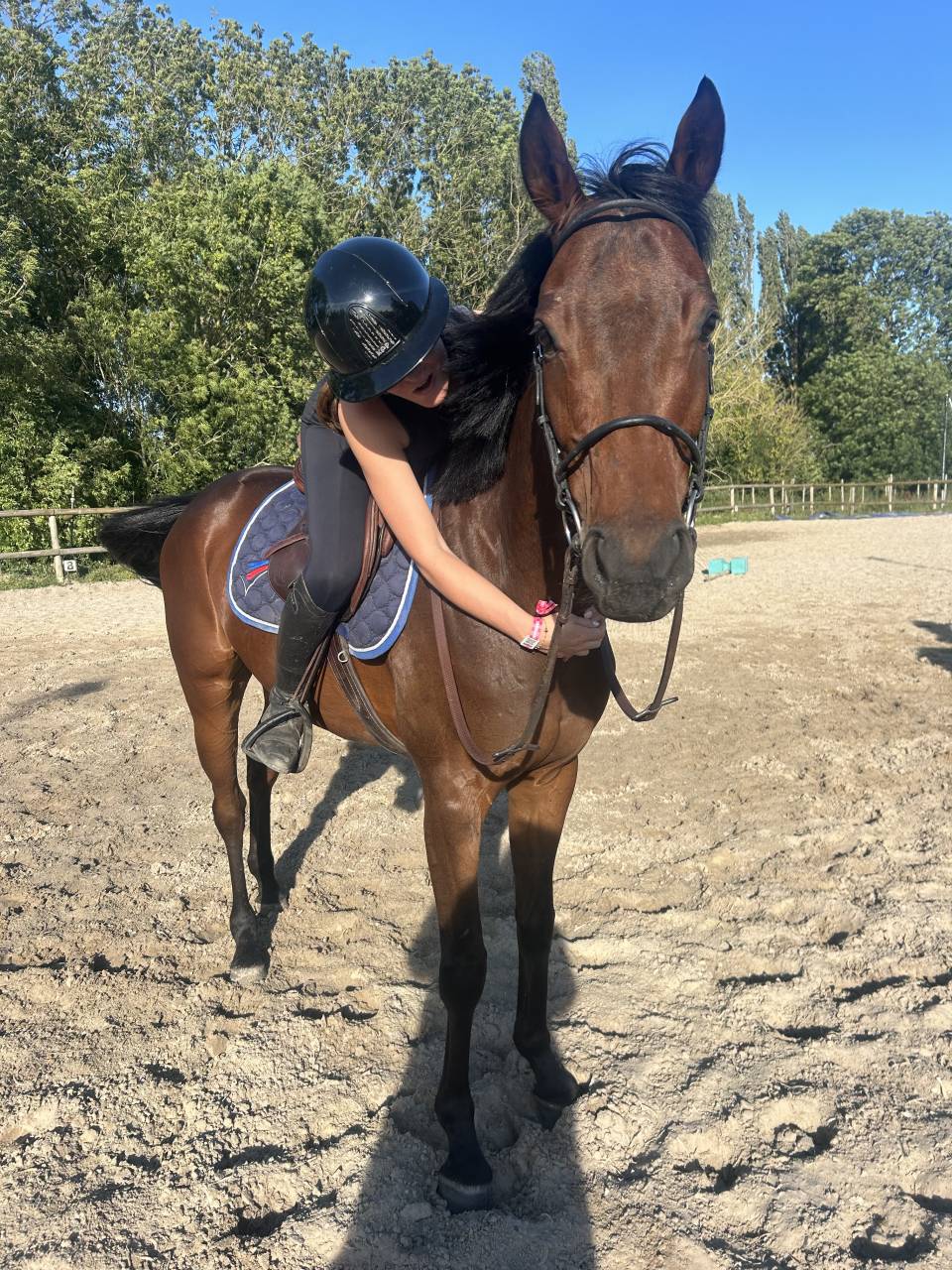 Gelding Thoroughbred For sale 2021 Dark Bay