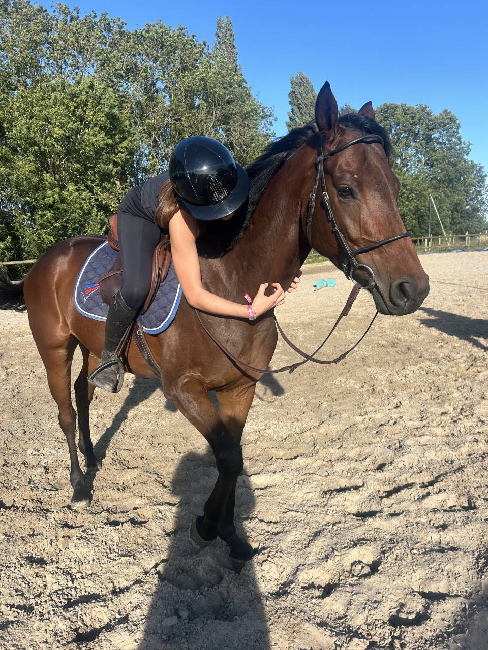 Gelding Thoroughbred For sale 2021 Dark Bay