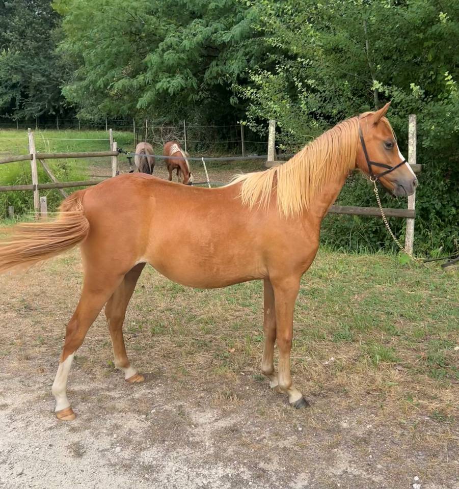 Filly Welsh Pony (Section B) For sale 2025 Chesnut