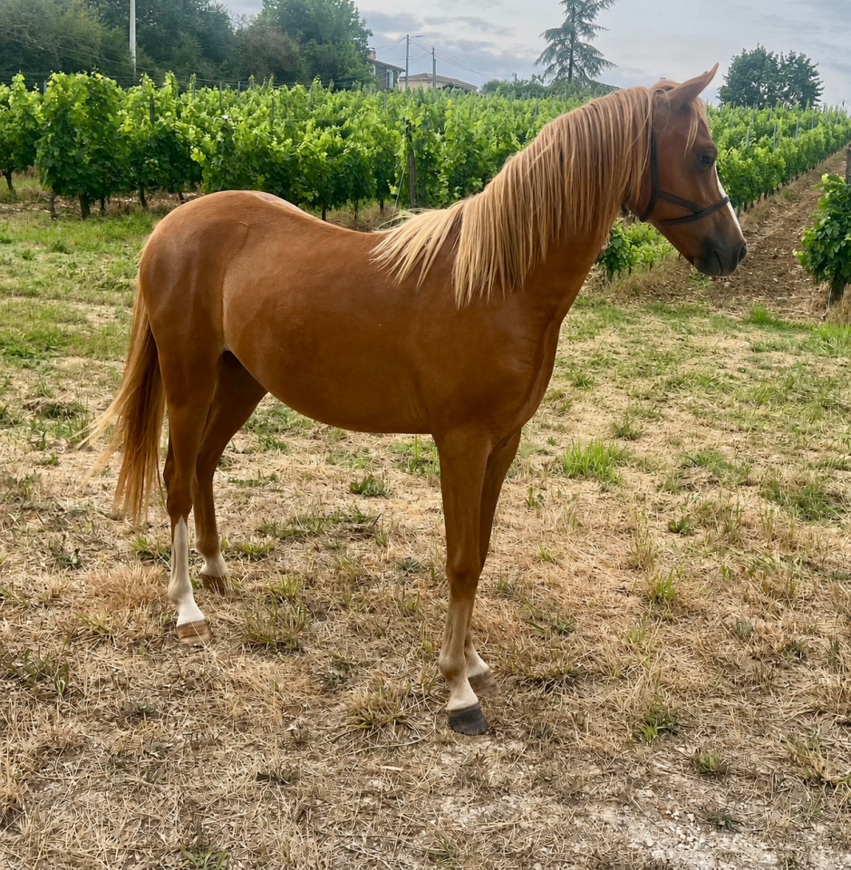Filly Welsh Pony (Section B) For sale 2025 Chesnut