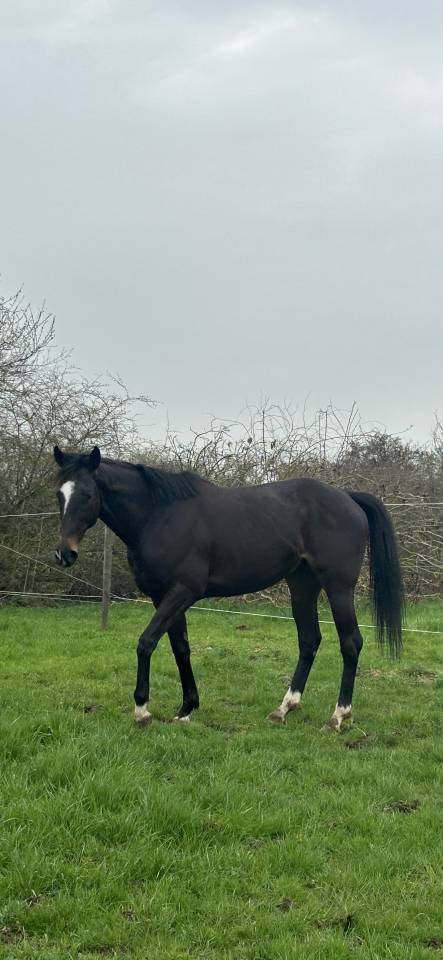 Broodmare Thoroughbred For sale 2018 Black