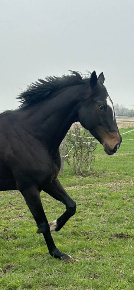 Broodmare Thoroughbred For sale 2018 Black