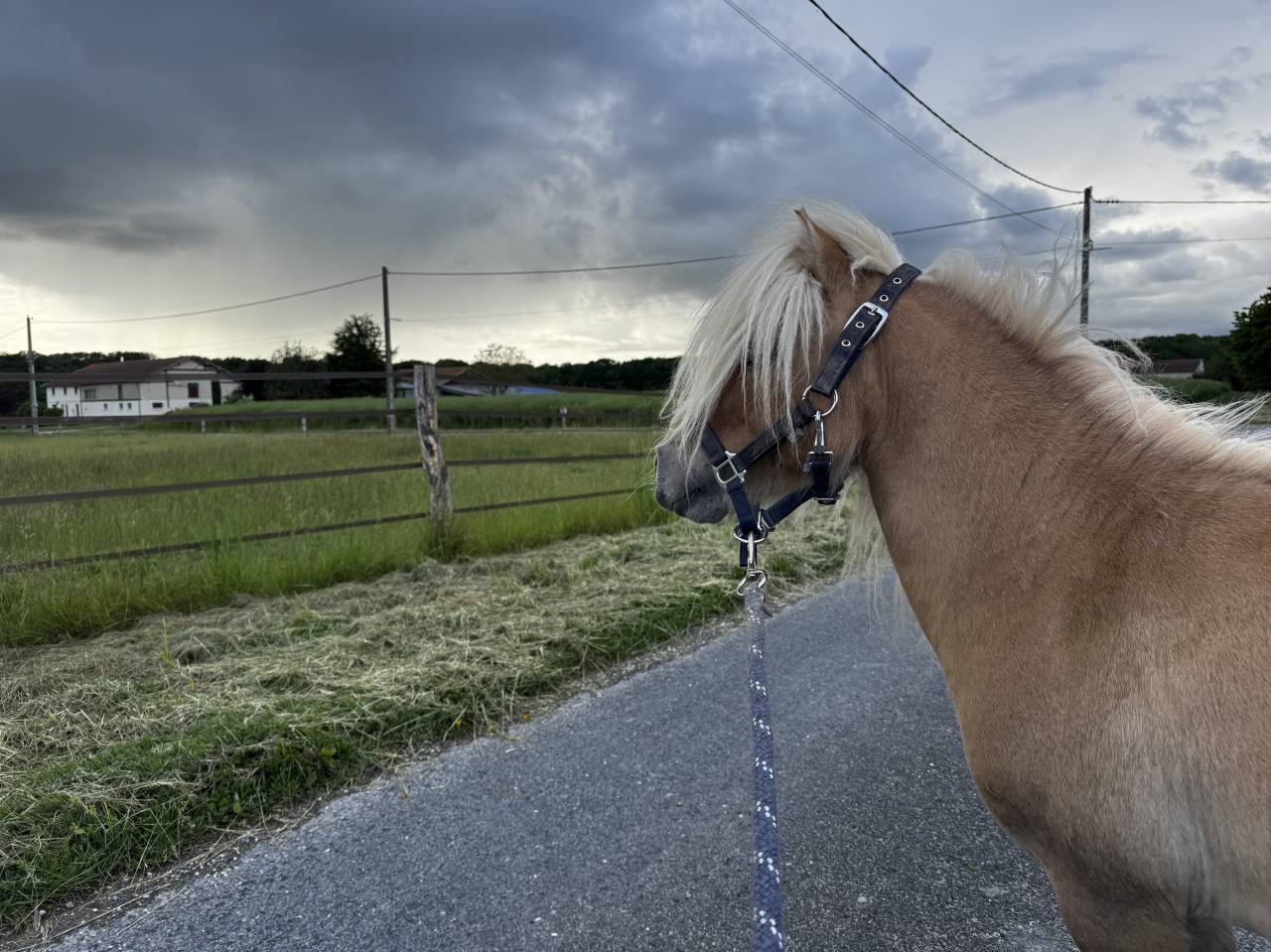 Stallion Shetland Pony For sale 2016 Dun