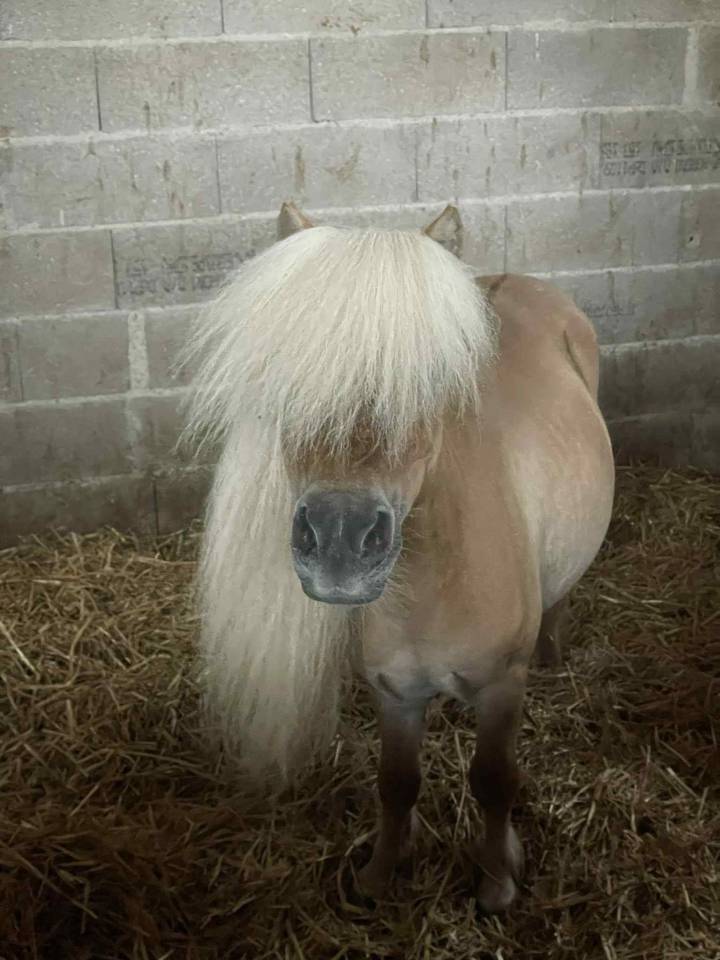 Stallion Shetland Pony For sale 2016 Dun