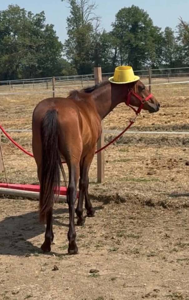Colt Origin Recorded For sale 2025 Bay