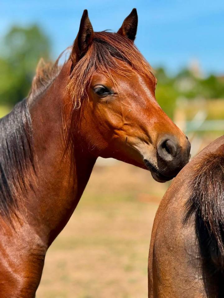 Colt Origin Recorded For sale 2025 Bay