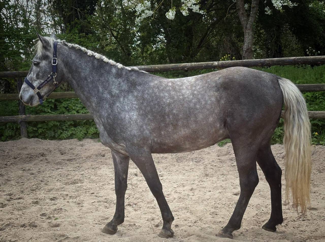 Gelding Connemara For sale 2022 Grey