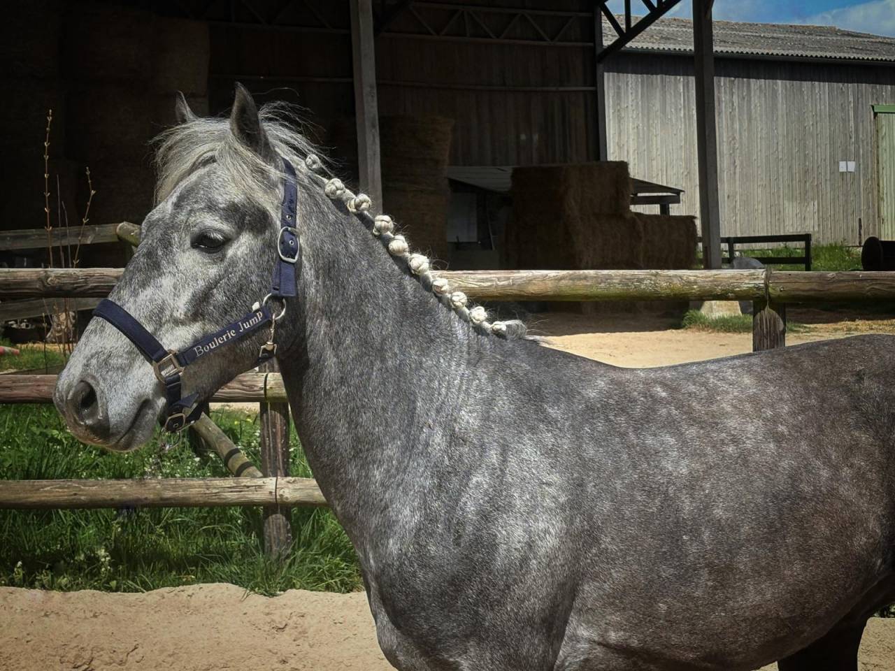 Gelding Connemara For sale 2022 Grey