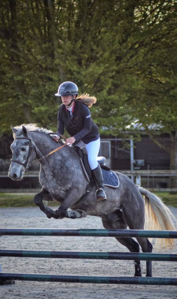 Gelding Connemara For sale 2022 Grey