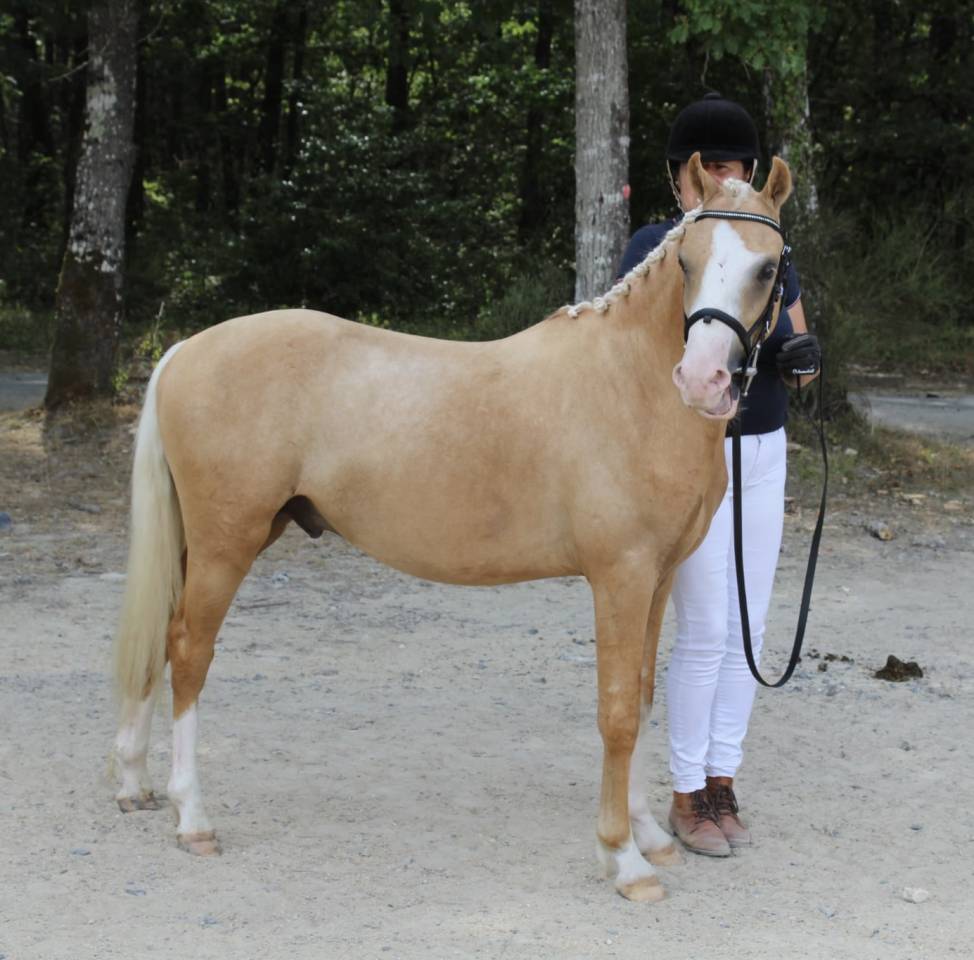 Stallion Welsh Pony (Section C) For sale 2024 Palomino