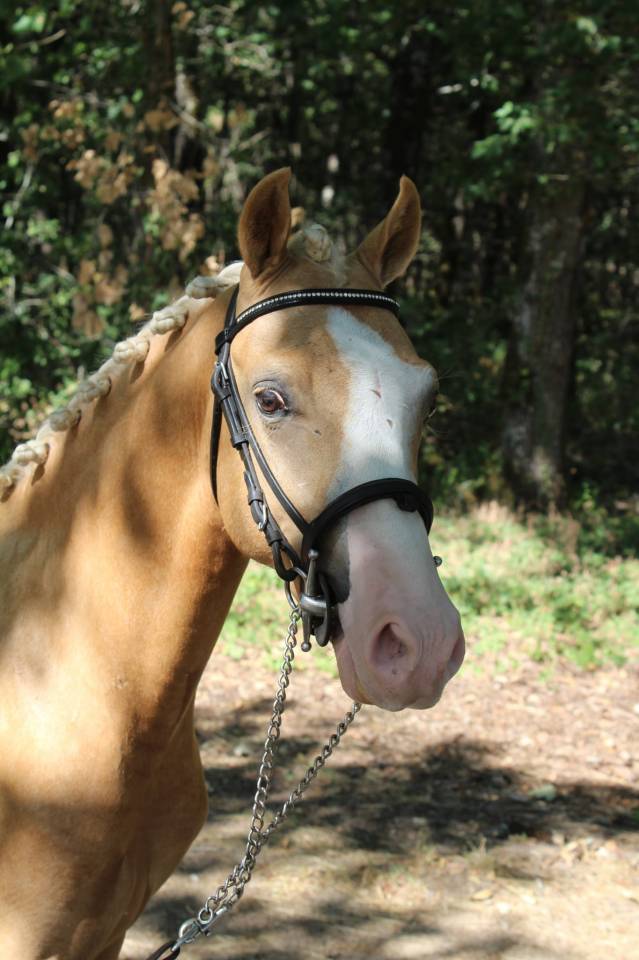 Stallion Welsh Pony (Section C) For sale 2024 Palomino
