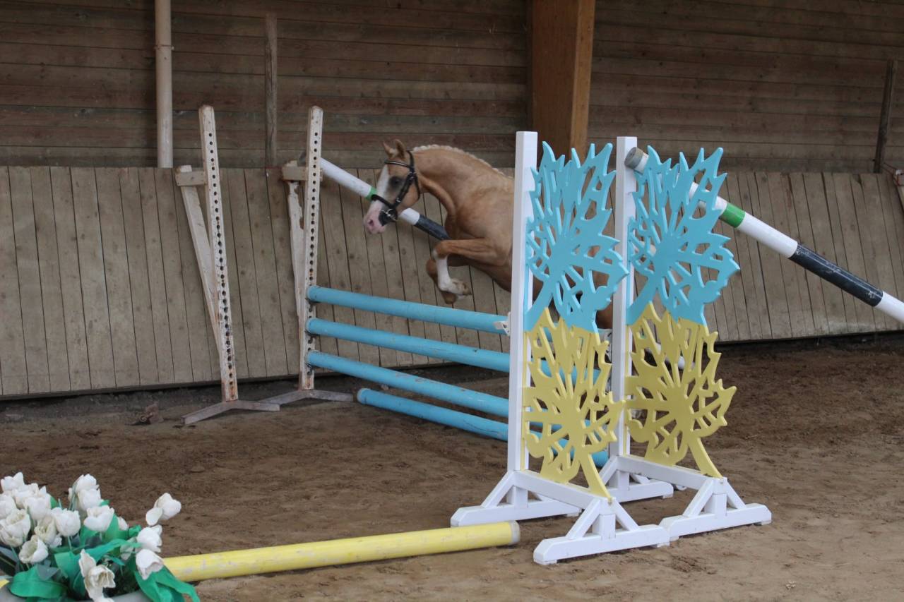Stallion Welsh Pony (Section C) For sale 2024 Palomino