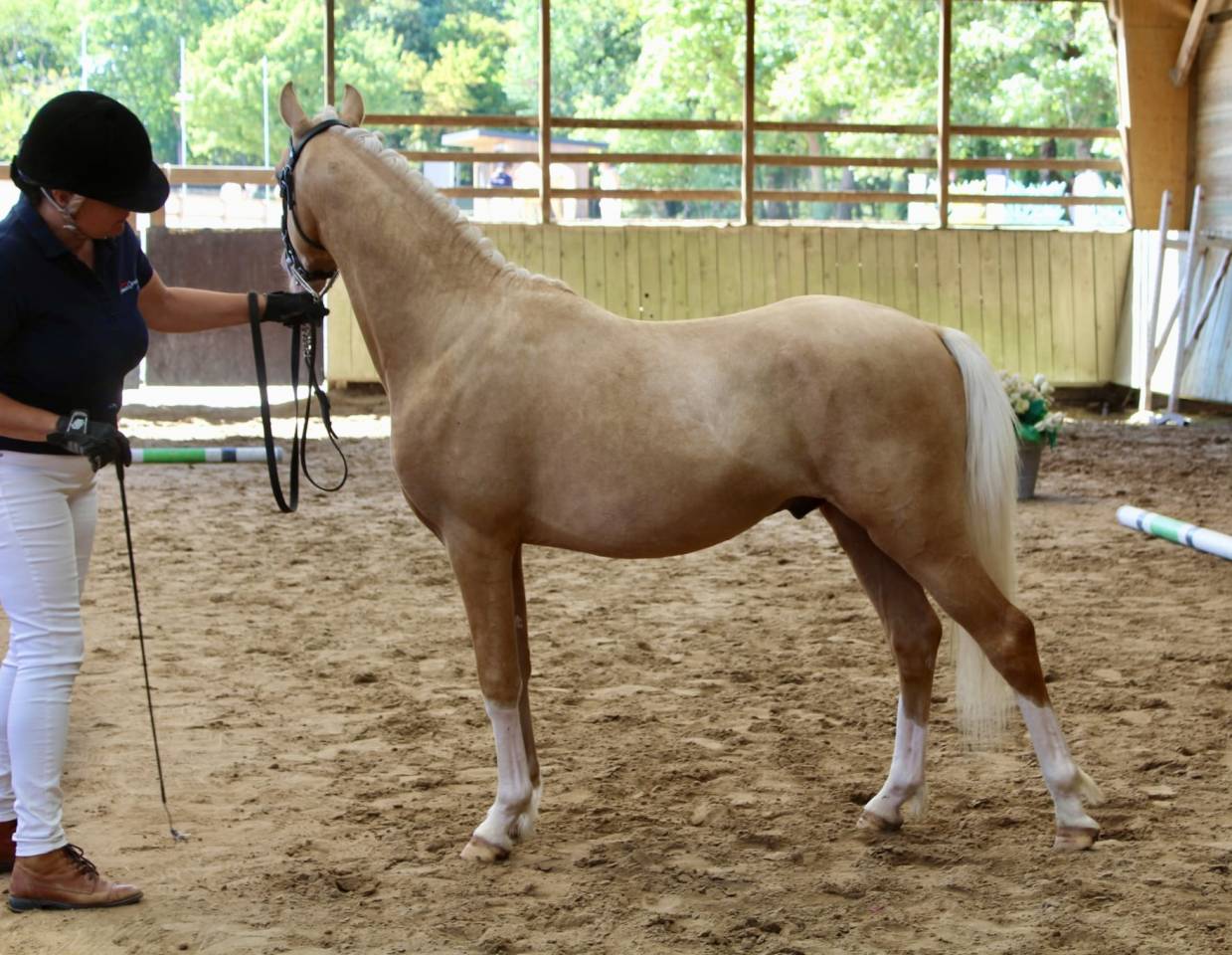 Stallion Welsh Pony (Section C) For sale 2024 Palomino