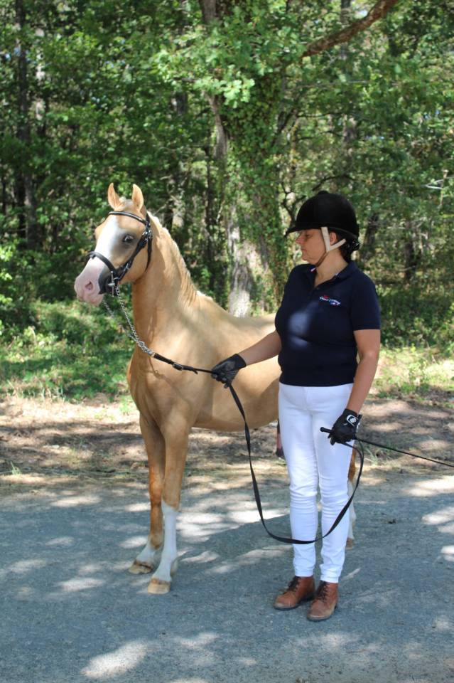 Stallion Welsh Pony (Section C) For sale 2024 Palomino
